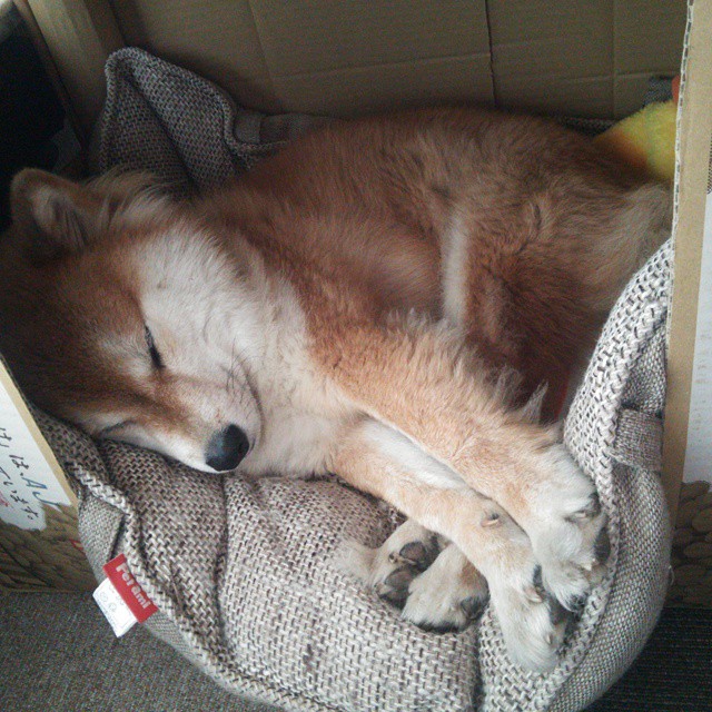 开云体育在线登入-法甲青训营引入动态认知测评工具评估战术理解力