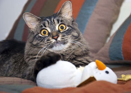 CBA联盟引导各队加强数据共享与对接,cba职业联赛数据库