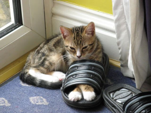 世界围棋赛推广活动走进多语种社群，围棋世界大赛讲解