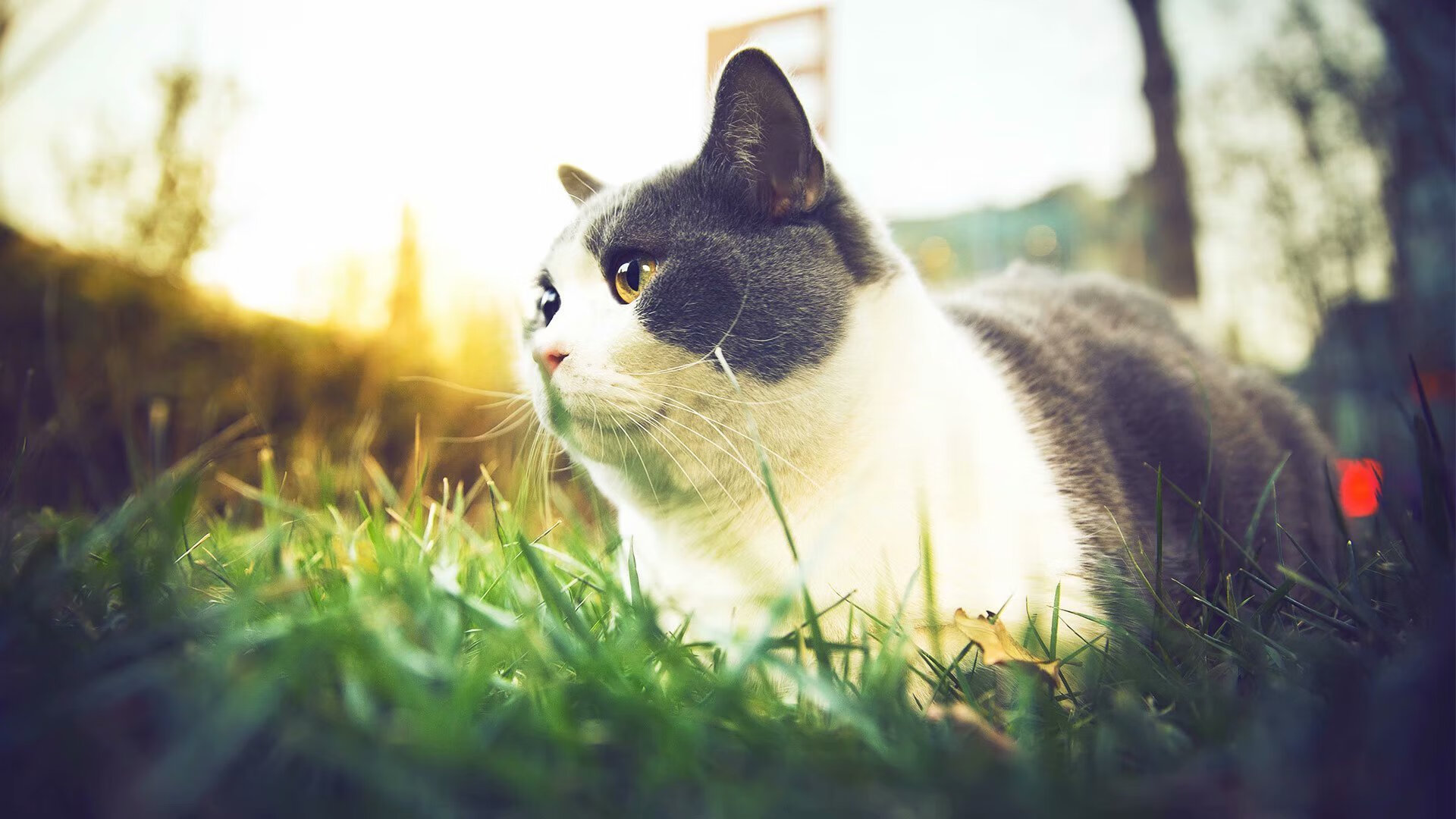 kaiyun网站-CBA增强球队与球迷互动提升关注度，cba球队之间的关系